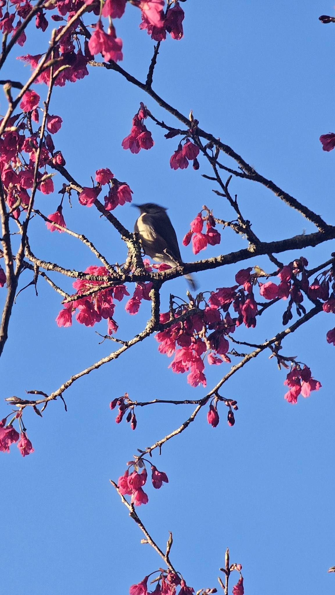 Taiwan Yuhina (Yuhina brunneiceps), photo 4