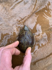 Sternotherus intermedius