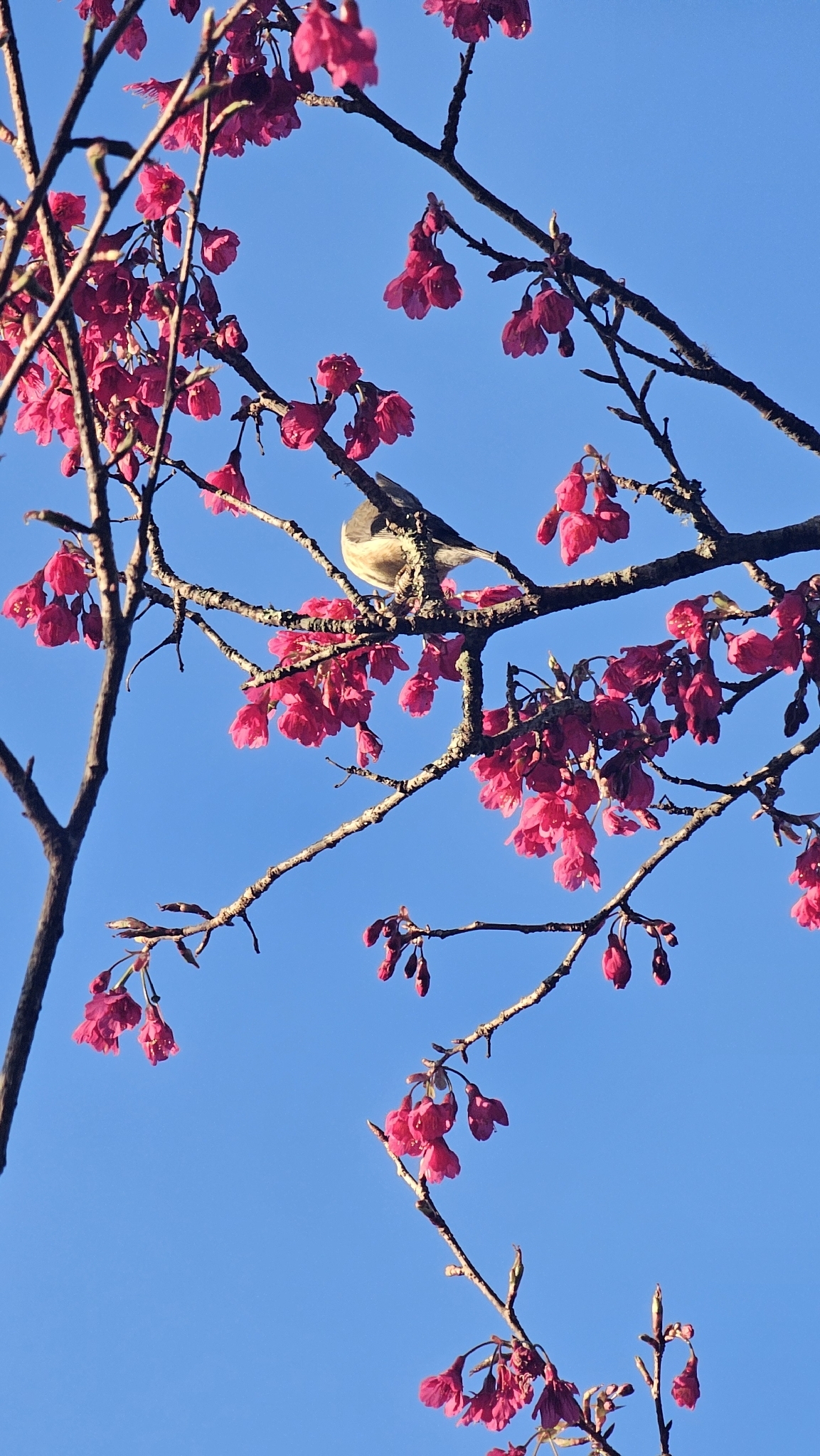 Taiwan Yuhina (Yuhina brunneiceps), photo 6