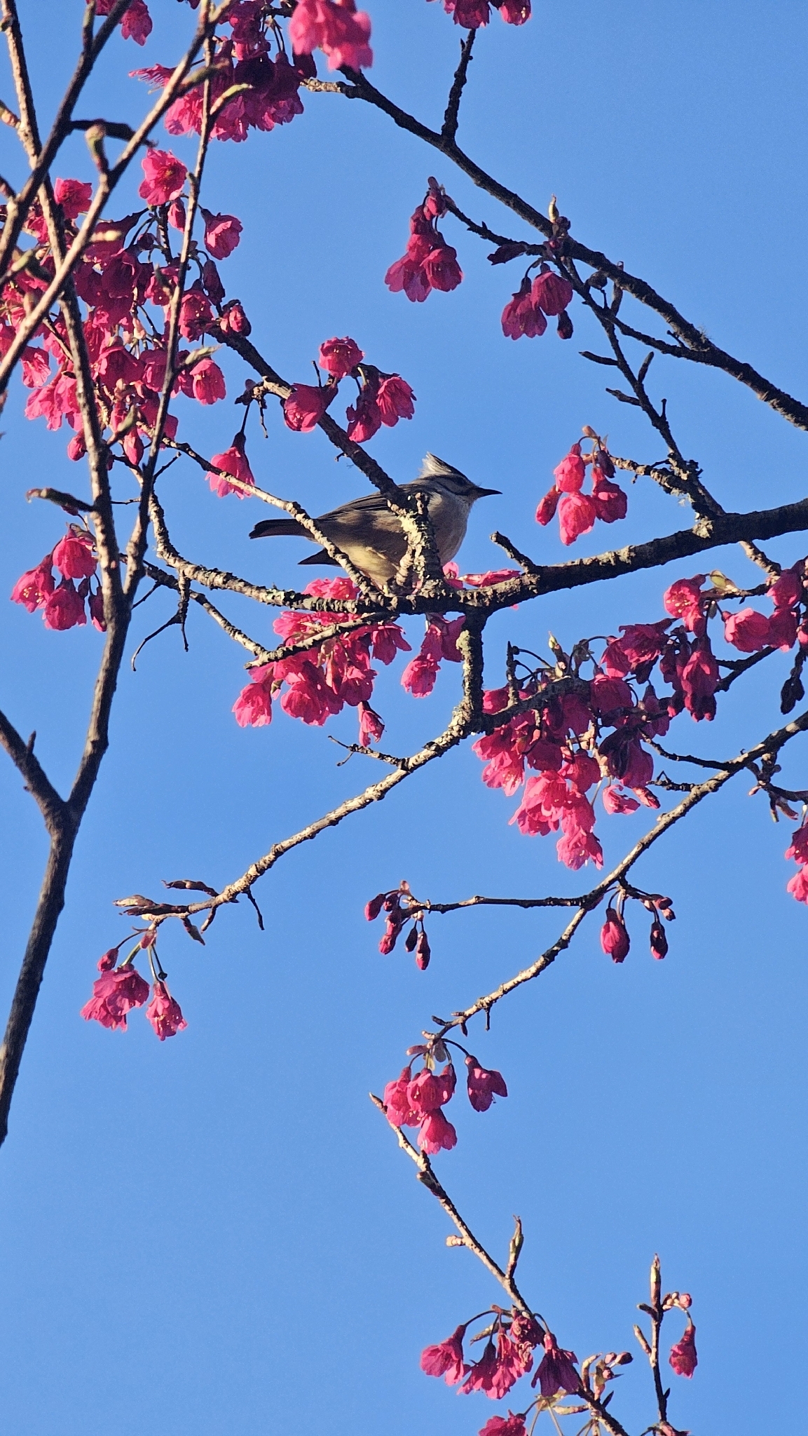 Taiwan Yuhina (Yuhina brunneiceps), photo 7