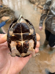 Sternotherus intermedius