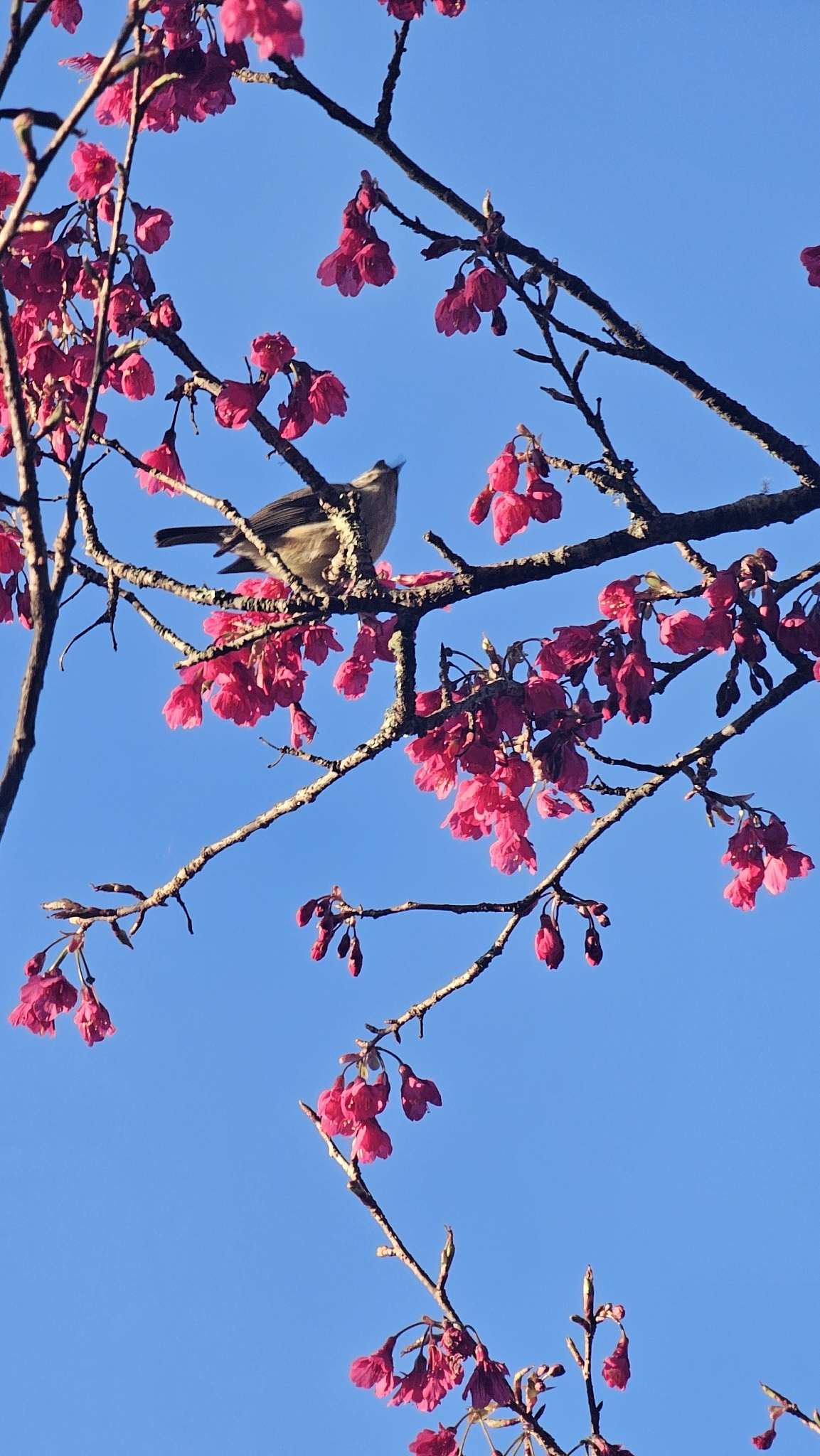 Taiwan Yuhina (Yuhina brunneiceps), photo 8