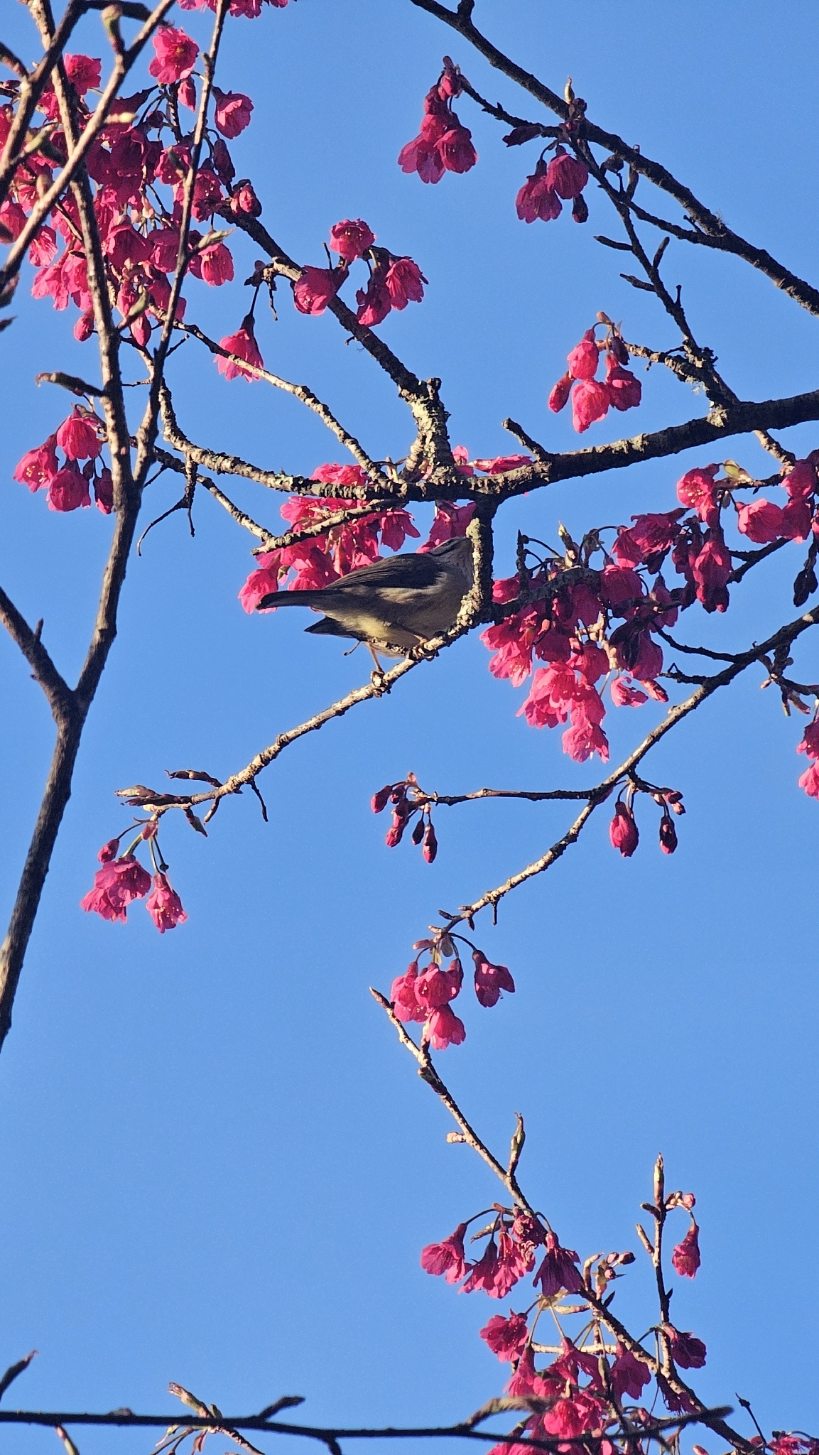 Taiwan Yuhina (Yuhina brunneiceps), photo 9