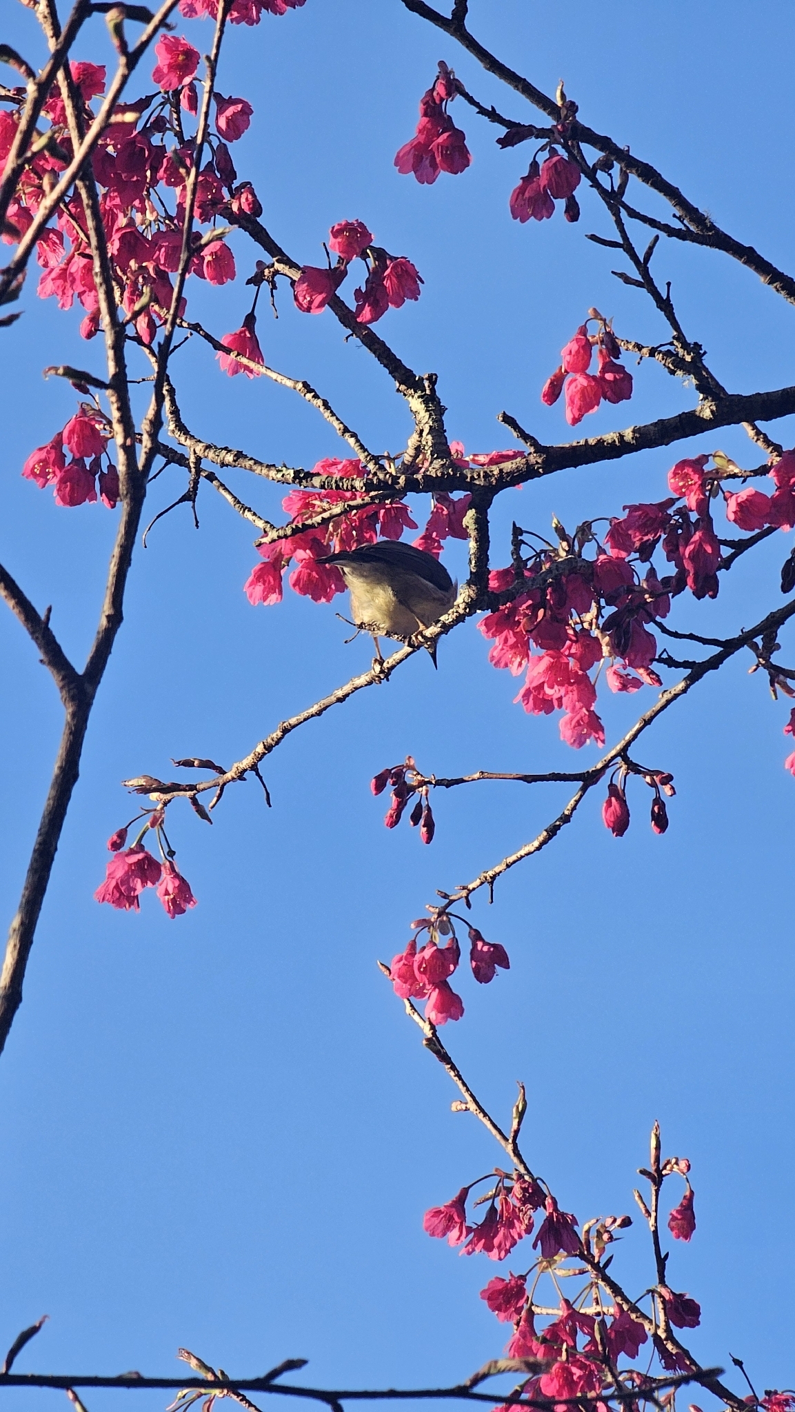 Taiwan Yuhina (Yuhina brunneiceps), photo 10