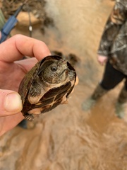 Sternotherus intermedius