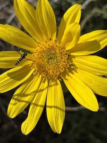 Unknown species found near Point Loma, San Diego, CA, USA