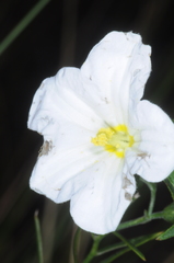 Nierembergia rigida