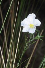 Nierembergia rigida