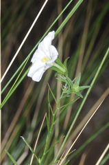 Nierembergia rigida