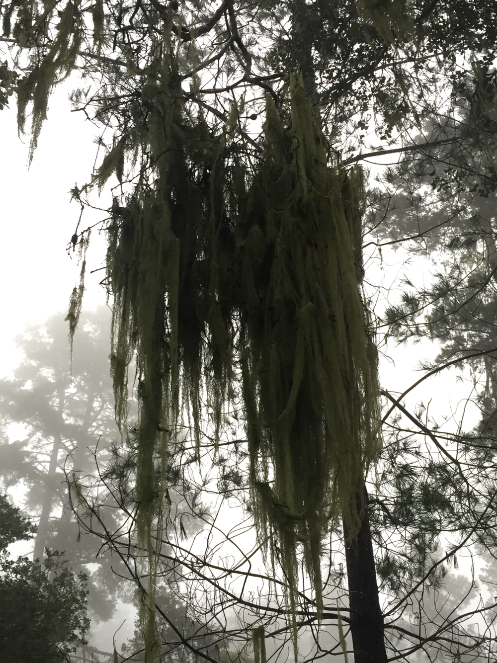 Ramalina image