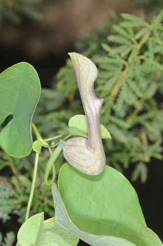 Aristolochia argentina, photograph 6