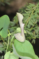 Aristolochia argentina