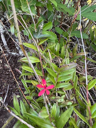 Epidendrum obrienianum observed 2026-03-03