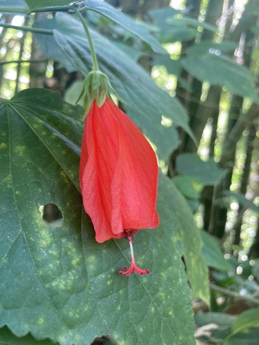 Malvaviscus penduliflorus
