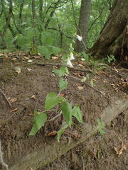 Campanula alliariifolia
