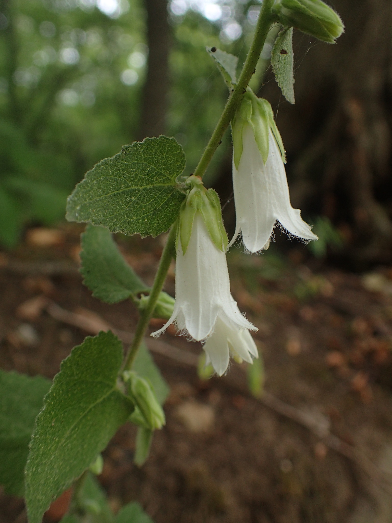 Campanula alliariifolia