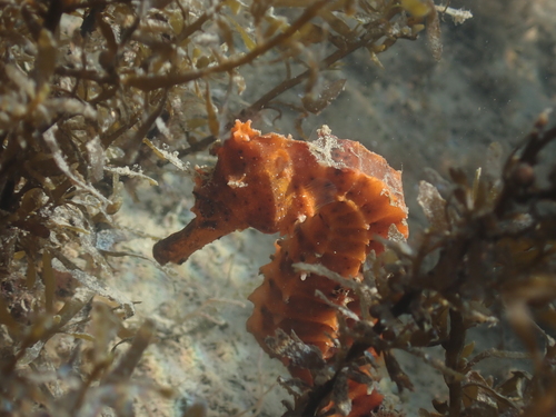 Giant Seahorse photographed in California