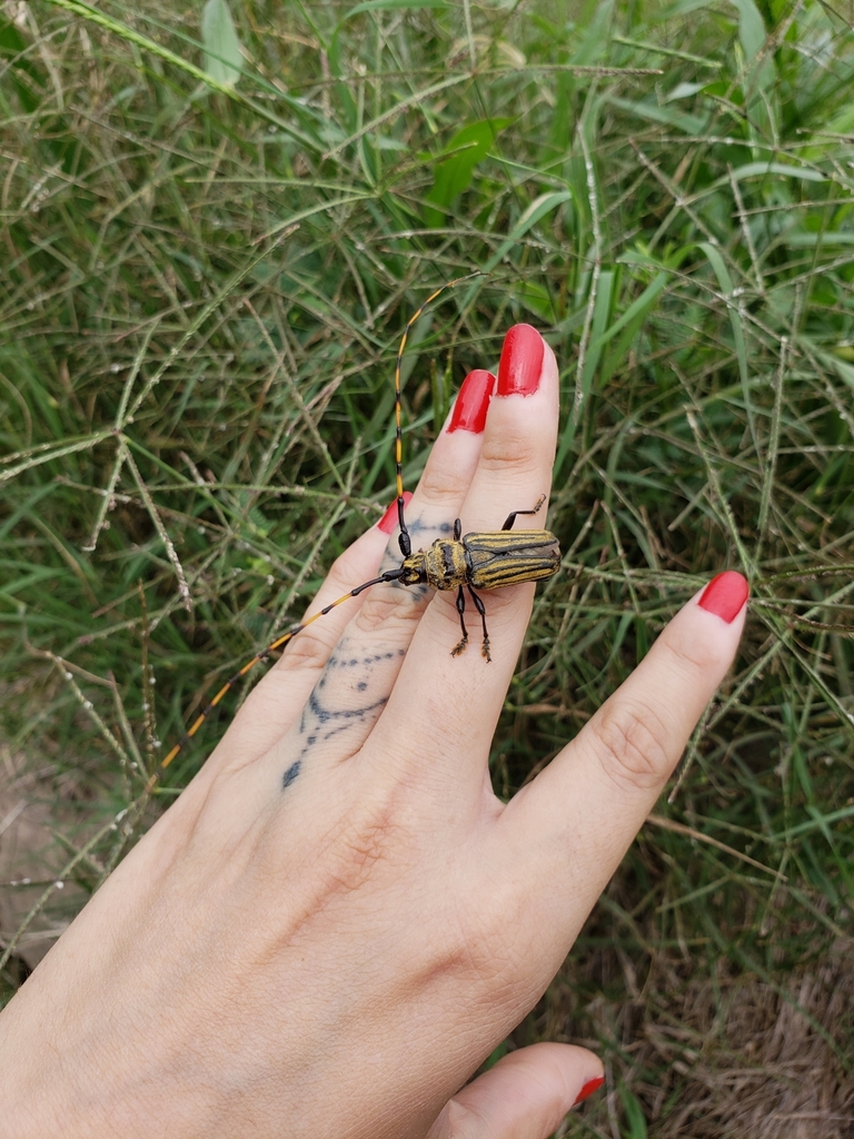 Retrachydes thoracicus