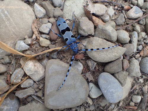 Alpine longhorn Rosalia