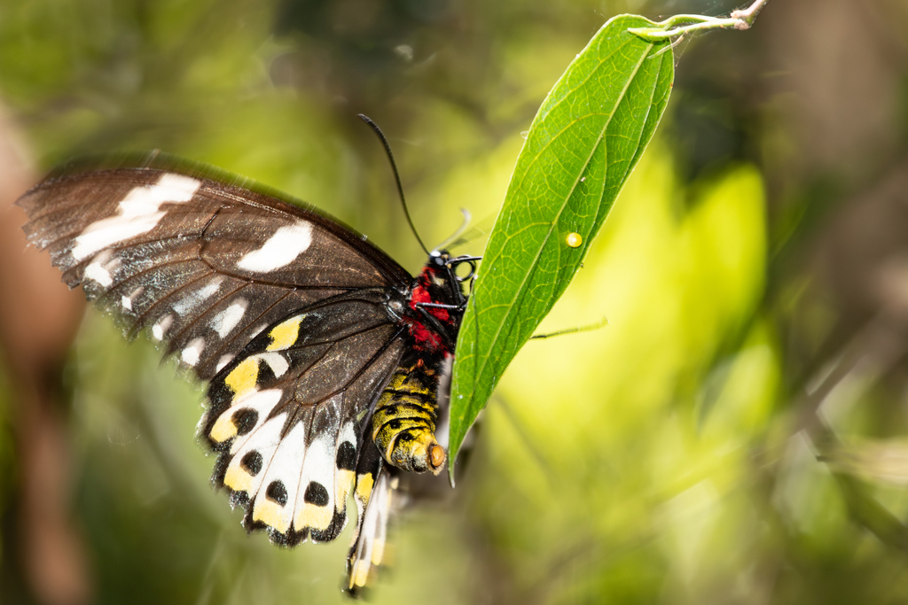 Andrew Ruthenberg Richmond Birdwing from O'Reilly QLD 4275, Australia on November 29 ...