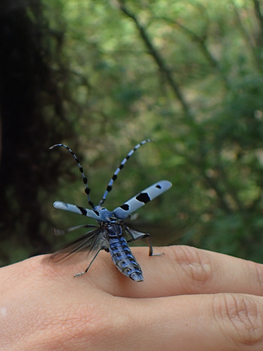 Rosalia alpina