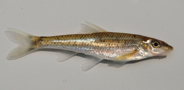 Gravel Chub (Fishes of the Upper Green River, KY) · iNaturalist
