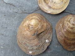 Discinisca lamellosa