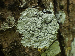 Physcia clementei