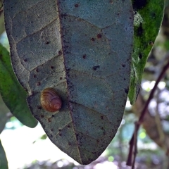 Plectostylus araucanus