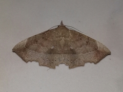 Syllectra congemmalis