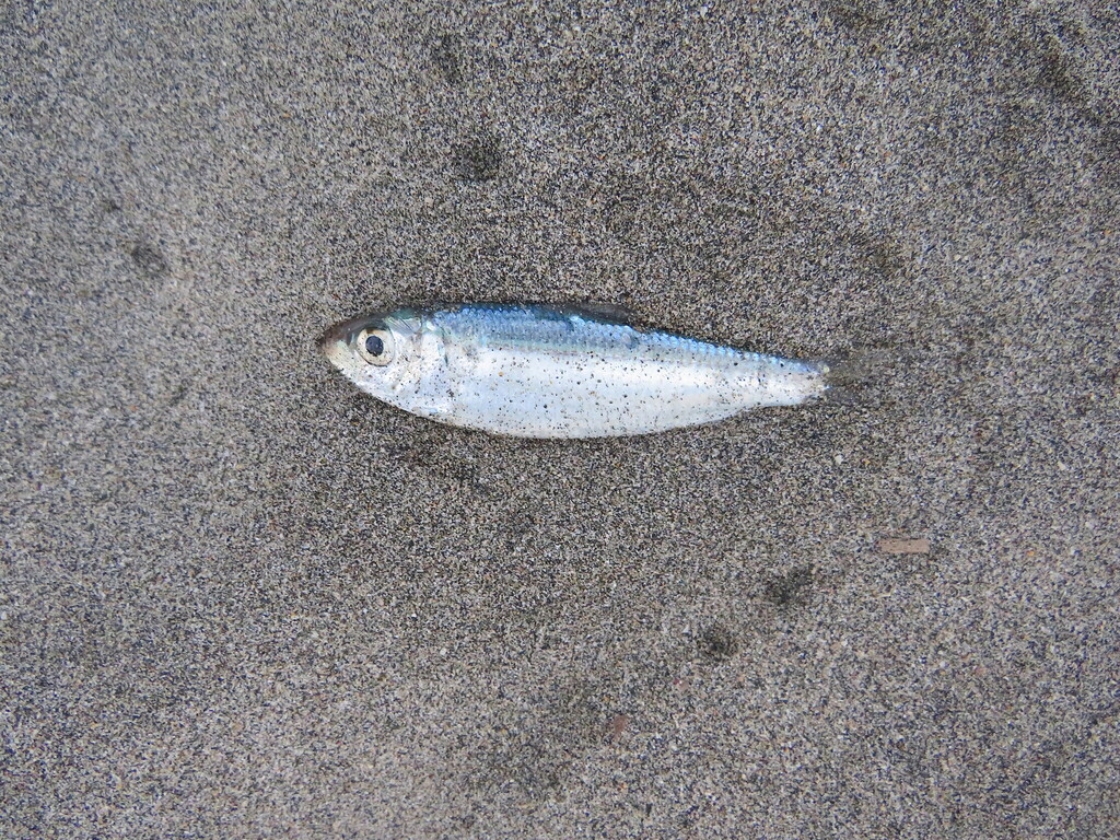 Flatiron herring (Harengula thrissina) — Clupeidae