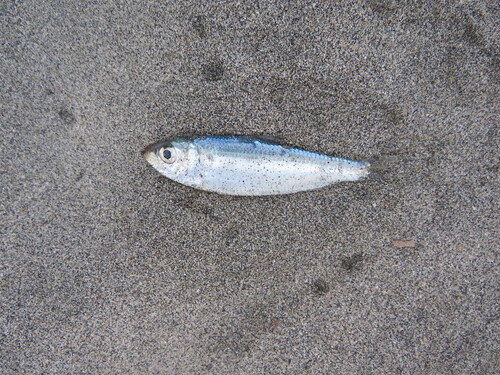 Flatiron herring (Harengula thrissina) — Clupeidae