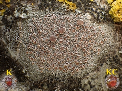 Lecanora rubicunda