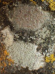 Lecanora rubicunda