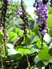 Macropsychanthus violaceus