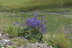 Delphinium brunonianum