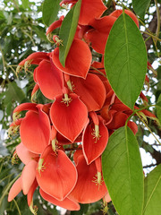 Erythrina crista-galli