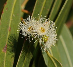 Eucalyptus cypellocarpa