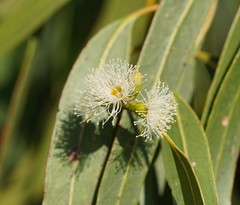 Eucalyptus cypellocarpa