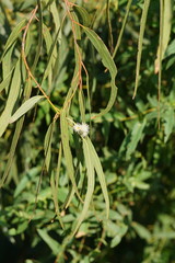 Eucalyptus cypellocarpa