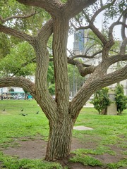 Erythrina crista-galli