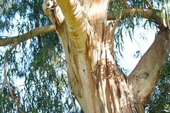 Eucalyptus cypellocarpa