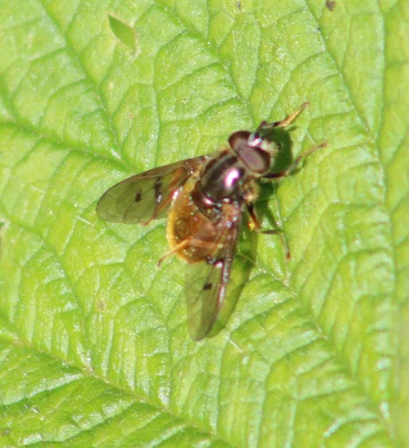 Unknown species found near San Mateo County, CA, USA