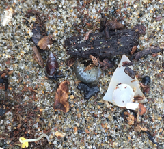 Traskorchestia traskiana