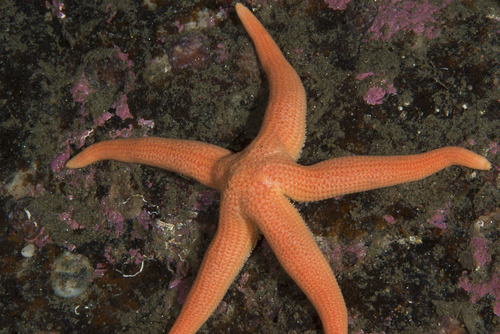rosy starfish