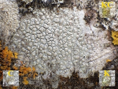 Pertusaria heterochroa