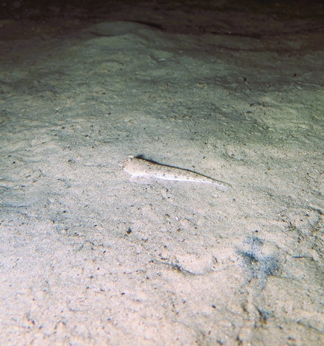 Sand dragonet (Repomucenus calcaratus) — Callionymidae