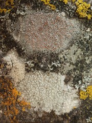 Pertusaria heterochroa