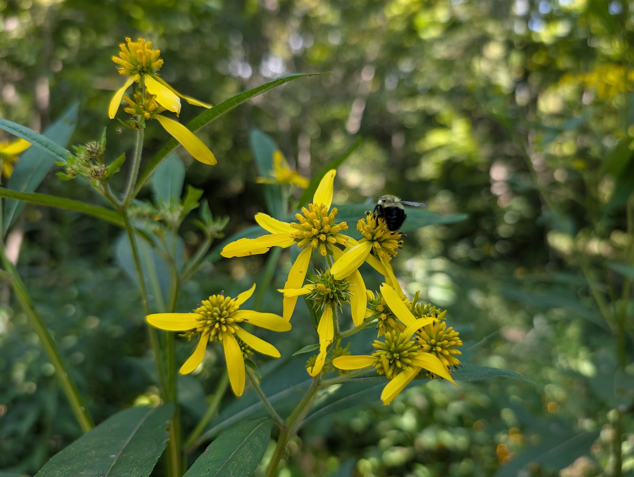 Wingstem (Verbesina alternifolia)