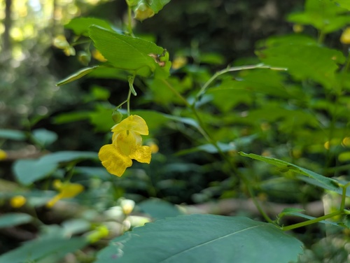 Pale Touch-Me-Not (Impatiens pallida)